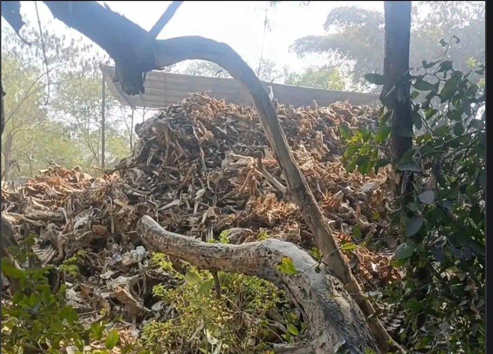 हाईकोर्ट की अवमानना: सोहावल में रात के अंधेरे में धड़ल्ले से चल रही हड्डी फैक्ट्री, सड़ांध और बीमारियों से जनता बेहाल हाईकोर्ट की अवमानना: सोहावल में रात के अंधेरे में धड़ल्ले से चल रही हड्डी फैक्ट्री, सड़ांध और बीमारियों से जनता बेहाल