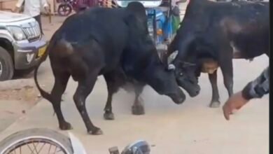 मैहर में सांडों का खूनी संघर्ष: एंबुलेंस समेत कई वाहन क्षतिग्रस्त, राहगीरों में मची अफरा-तफरी मैहर में सांडों का खूनी संघर्ष: एंबुलेंस समेत कई वाहन क्षतिग्रस्त, राहगीरों में मची अफरा-तफरी