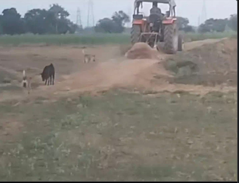 मैहर: गौशाला में मृत गायों को ट्रैक्टर से घसीटा, सोशल मीडिया पर वीडियो वायरल होने से मचा हड़कंप