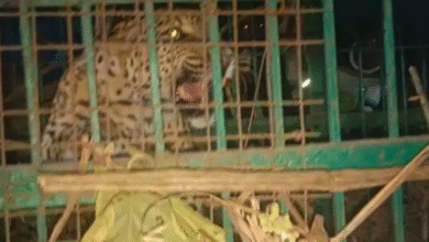 बहराइच : सुजौली क्षेत्र में बच्ची को निवाला बनाने वाला तेंदुआ हुआ पिंजड़े में कैद