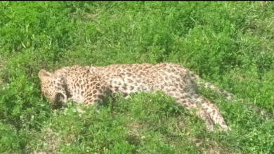 यूपी के कतर्नियाघाट में तेंदुए के दो शावकों की मौत, खेत में 20 मीटर की दूरी पर पड़े मिले शव