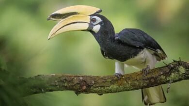 दुर्लभ हॉर्नबिल संरक्षण की विशेष पहल :उदंती-सीतानदी में विकसित हो रहे प्राकृतिक उद्यान