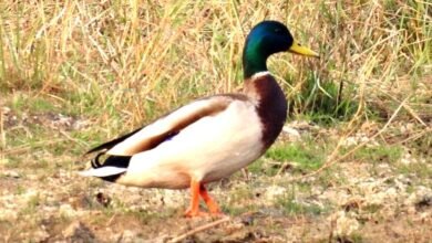 गिधवा टैंक में पहली बार पहुंची प्रवासी मल्लार्ड बत्तख, क्षेत्र की पर्यावरणीय पहचान बढ़ी