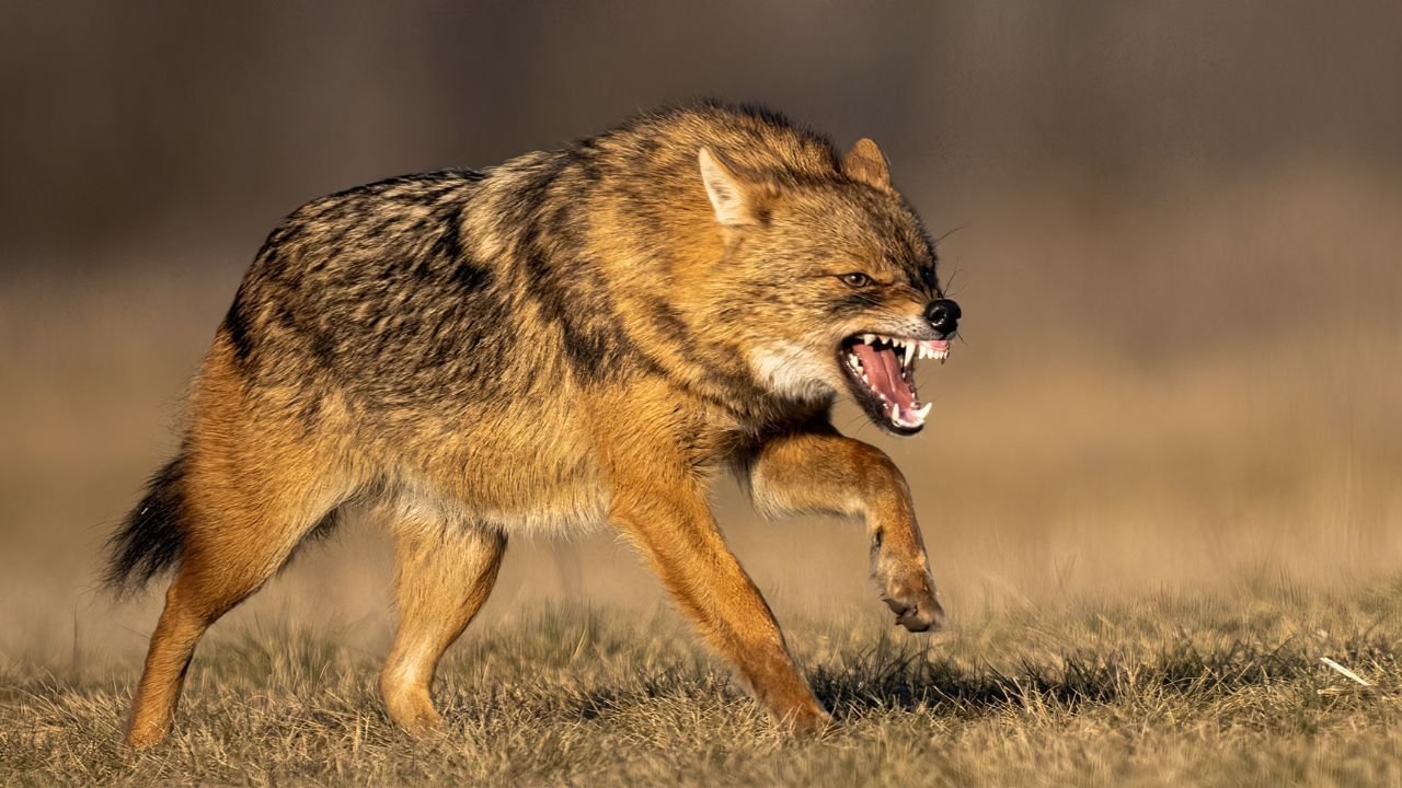 अमेठी: सनहा गांव में सियार का आतंक, पांच महिलाएं घायल, वृद्धा की हालत नाजुक अमेठी: सनहा गांव में सियार का आतंक, पांच महिलाएं घायल, वृद्धा की हालत नाजुक