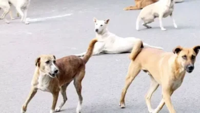Bikaner News: 4 साल के मासूम पर आवारा कुत्तों का हमला, पहले दिन स्कूल गया था; सिर ही नोंच डाला