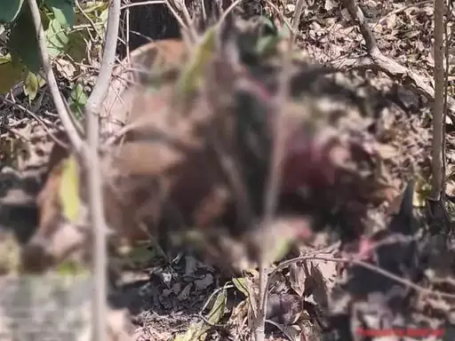 टाइगर रिजर्व से बाहर बाघिन की हलचल, मवेशी को बनाया अपना शिकार ,ग्रामीणों में सतर्कता बढ़ी टाइगर रिजर्व से बाहर बाघिन की हलचल, मवेशी को बनाया अपना शिकार ,ग्रामीणों में सतर्कता बढ़ी