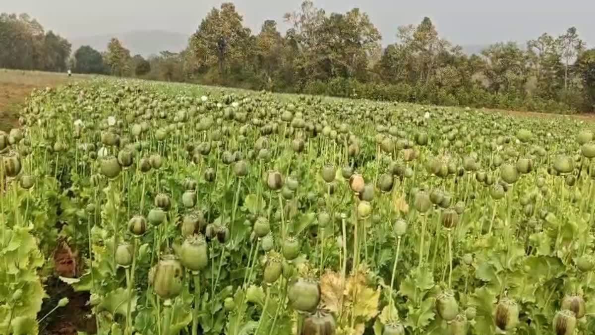 छत्तीसगढ़ में अफीम की खेती: पुलिस ने बीज सप्लाई करने वाले को राजस्थान से किया गिरफ्तार