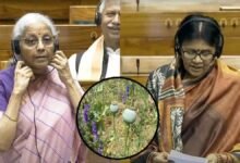 लोकसभा में गूंजा अफीम की खेती का मुद्दा, ज्योत्सना महंत ने उठाए सवाल, निर्मला सीतारमण ने दिया जवाब