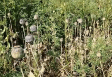 होलिका दहन के एक दिन पहले कंटेनर में छिपाकर किया अफीम की बीज का परिवहन, बाउंसर करते थे खेतों की सुरक्षा, बच्चों ने ऐसे किया खुलासा…