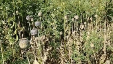 होलिका दहन के एक दिन पहले कंटेनर में छिपाकर किया अफीम की बीज का परिवहन, बाउंसर करते थे खेतों की सुरक्षा, बच्चों ने ऐसे किया खुलासा…