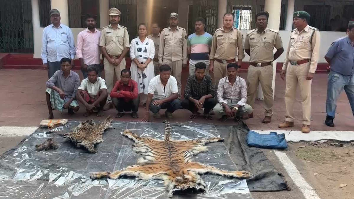 रक्षक बना भक्षक, जंगल की खामोशी में दफन हुई युवा बाघ की दहाड़, डिप्टी रेंजर निकला शिकारी गिरोह का हिस्सा…