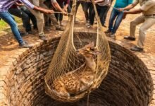 धमतरी: सूखे कुएं में गिरा चीतल, ग्रामीणों और वन विभाग ने 25 फीट गहराई से सुरक्षित निकाला