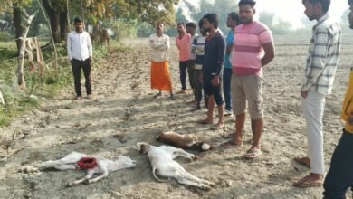 लखीमपुर खीरी में खौफनाक हमला! तेंदुए ने एक साथ 5 नवजात बछड़ों को बनाया शिकार