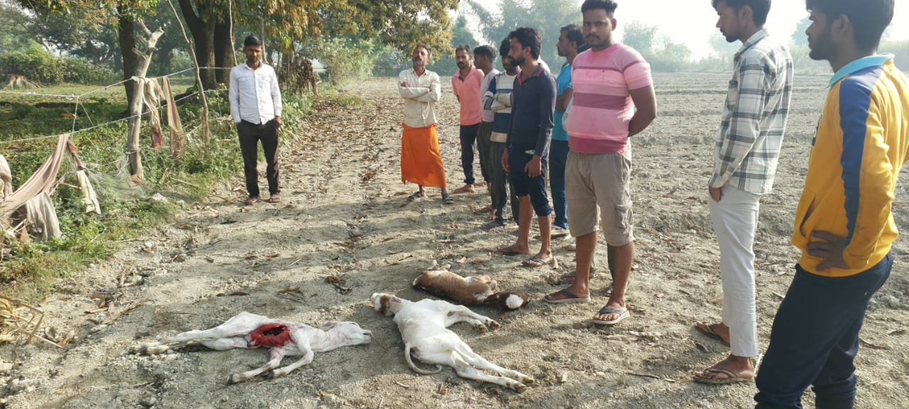 लखीमपुर खीरी में खौफनाक हमला! तेंदुए ने एक साथ 5 नवजात बछड़ों को बनाया शिकार