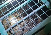 लखीमपुर खीरी : ऑपरेशन तेंदुआ सफल—ड्रोन, पिंजरे और 77 घंटे की मेहनत के बाद मिला शिकारी