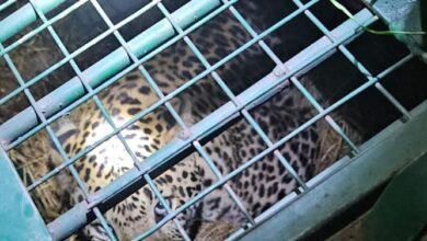 लखीमपुर खीरी : ऑपरेशन तेंदुआ सफल—ड्रोन, पिंजरे और 77 घंटे की मेहनत के बाद मिला शिकारी