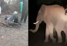 कोरबा में जंगली हाथी का हमला: धान की रखवाली कर रहे मंडी प्रभारी की दर्दनाक मौत