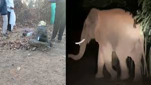 कोरबा में जंगली हाथी का हमला: धान की रखवाली कर रहे मंडी प्रभारी की दर्दनाक मौत