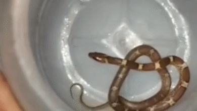 बहराइच में सांप ने बुजुर्ग को काटा, सांप को लेकर पहुंचा अस्पताल