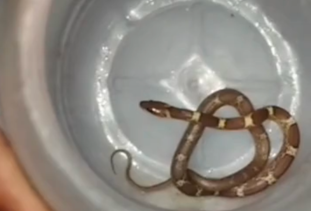 बहराइच में सांप ने बुजुर्ग को काटा, सांप को लेकर पहुंचा अस्पताल