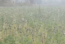 बलरामपुर में अफीम की अवैध खेती का तीसरा मामला, 3 एकड़ में तैयार फसल मिली