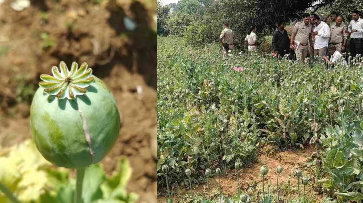 Big Breaking : छत्तीसगढ़ में अवैध अफीम की खेती का भंडाफोड़, 17 दिनों में पांचवां मामला Big Breaking : छत्तीसगढ़ में अवैध अफीम की खेती का भंडाफोड़, 17 दिनों में पांचवां मामला
