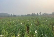 छत्तीसगढ़ में फिर पकड़ी गई अवैध अफीम की खेती, बलरामपुर में 5 एकड़ का खेत मिला