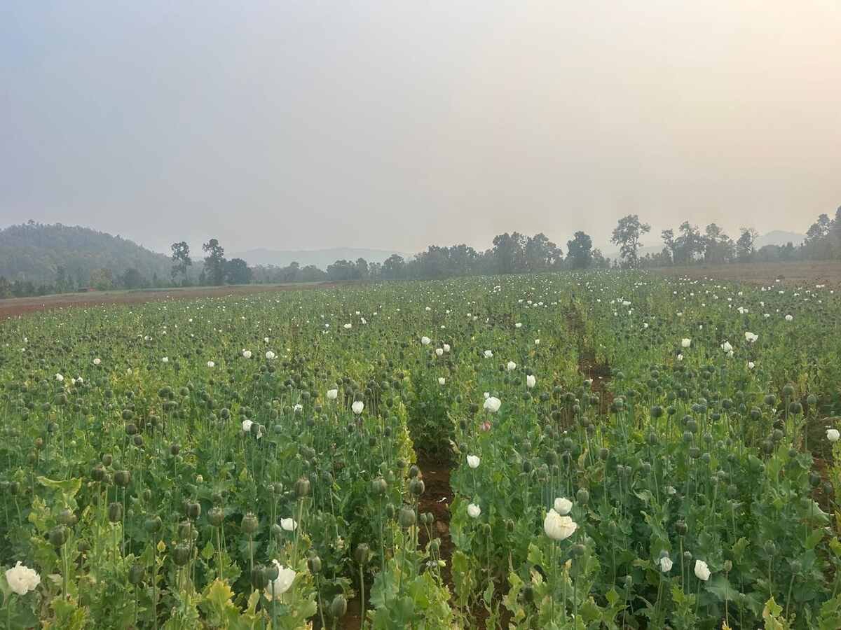 छत्तीसगढ़ में फिर पकड़ी गई अवैध अफीम की खेती, बलरामपुर में 5 एकड़ का खेत मिला