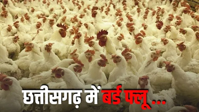 बिलासपुर में बर्ड फ्लू का कहर: 23 हजार चिकन, 25 हजार अंडे नष्ट किए,सख्त प्रतिबंध लागू बिलासपुर में बर्ड फ्लू का कहर: 23 हजार चिकन, 25 हजार अंडे नष्ट किए,सख्त प्रतिबंध लागू