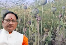 छत्तीसगढ़ में अवैध अफीम की खेती पर सीएम साय की सख्ती, 15 दिन में सर्वे का आदेश