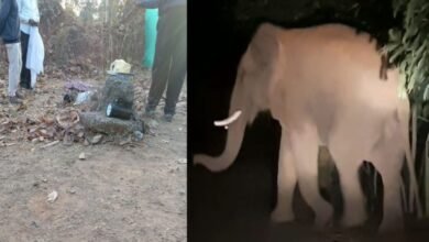 उपार्जन केंद्र में घुसा हाथी, मंडी प्रभारी पर हमला कर उतारा मौत के घाट, पत्नी ने भागकर बचाई जान