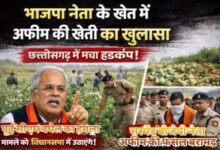 भाजपा नेता के खेत में अफीम की खेती का खुलासा, छत्तीसगढ़ की राजनीति में मचा हड़कंप