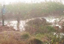 जंगल में दो हाथी शावकों की लाश मिलने से हड़कंप, वन विभाग जांच में जुटा