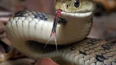 बहराइच: खेत में काम कर रहे युवक को जहरीले सांप ने काटा, अस्पताल में तोड़ा दम