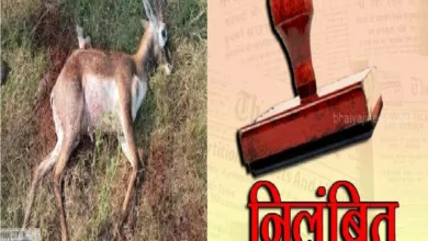 हिरणों की मौत से हड़कंप: वन विभाग में बड़ा फेरबदल, 2 DFO ट्रांसफर, 3 कर्मचारी सस्पेंड