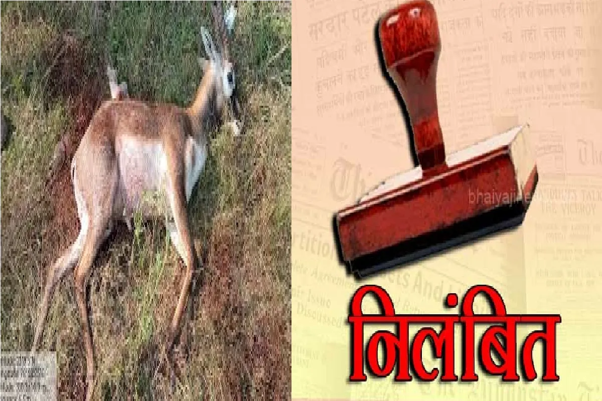 हिरणों की मौत से हड़कंप: वन विभाग में बड़ा फेरबदल, 2 DFO ट्रांसफर, 3 कर्मचारी सस्पेंड हिरणों की मौत से हड़कंप: वन विभाग में बड़ा फेरबदल, 2 DFO ट्रांसफर, 3 कर्मचारी सस्पेंड
