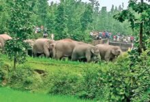 छत्तीसगढ़ में हाथी संरक्षण योजनाओं पर उठे सवाल, छह साल में 70 हाथियों की मौत