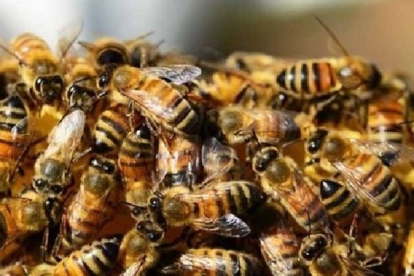 नवरात्रि के पहले दिन रीवा में बड़ा हादसा: मंदिर में मधुमक्खियों के हमले से मची अफरा-तफरी, कई घायल
