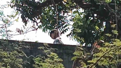 9वीं के छात्र ने की आत्महत्या, आम के पेड़ पर फांसी के फंदे से लटका मिला शव