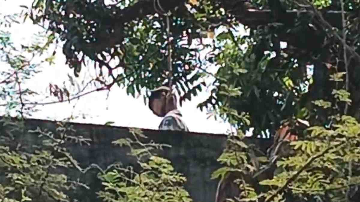 9वीं के छात्र ने की आत्महत्या, आम के पेड़ पर फांसी के फंदे से लटका मिला शव