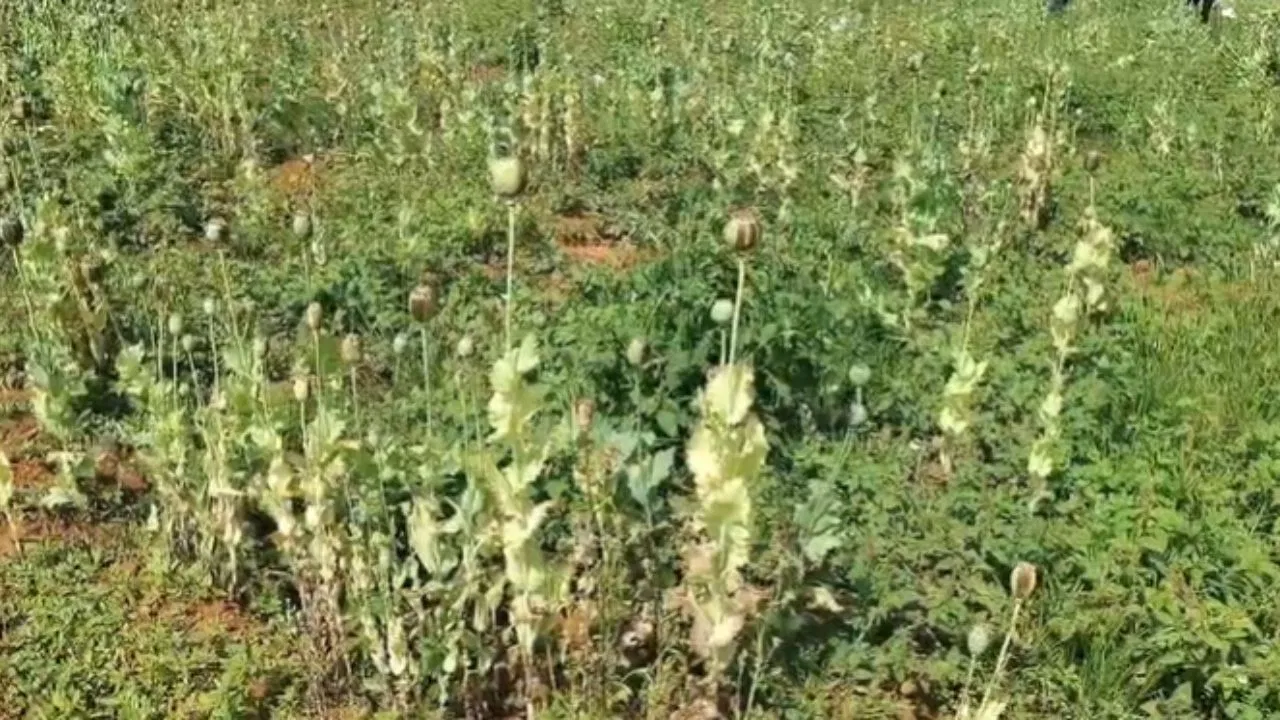 Big News : छत्तीसगढ़ में अफीम की अवैध खेती पर बड़ी कार्रवाई, कृषि विस्तार अधिकारी सस्पेंड Big News : छत्तीसगढ़ में अफीम की अवैध खेती पर बड़ी कार्रवाई, कृषि विस्तार अधिकारी सस्पेंड