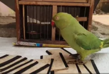 तबादले का झांसा देकर ज्योतिषी ने आयकर अधिकारी को ठगा, 35 लाख की ज्वेलरी लेकर फरार