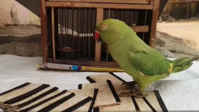 तबादले का झांसा देकर ज्योतिषी ने आयकर अधिकारी को ठगा, 35 लाख की ज्वेलरी लेकर फरार