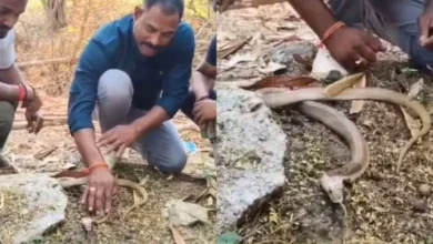 पाइप में फंसे कोबरा को सीपीआर देकर बचाई जान, बेहोशी से वापस लौटी सांसें