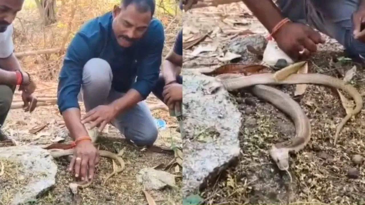 पाइप में फंसे कोबरा को सीपीआर देकर बचाई जान, बेहोशी से वापस लौटी सांसें