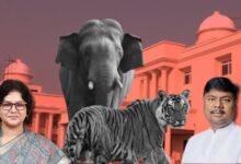 छत्तीसगढ़ विधानसभा बजट सत्र: तीन सालों में हुई 9 बाघ और 38 हाथियों की मौत, वन मंत्री केदार कश्यप ने दी जानकारी…