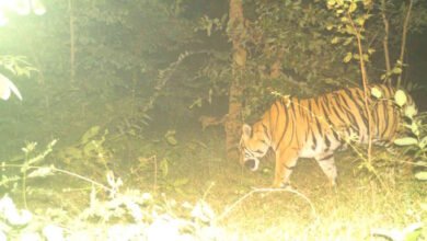 आदमखोर बाघ की दहाड़ से थर्राए ग्रामीण, महाराष्ट्र में इंसान, तो छत्तीसगढ़ में मवेशियों का कर चुका है शिकार, वन महकमे ने की लोगों से सतर्क रहने की अपील…