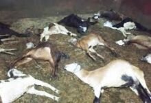 बिलासपुर: एक साथ 17 बकरा-बकरी की संदिग्ध मौत, ग्रामीणों में दहशत