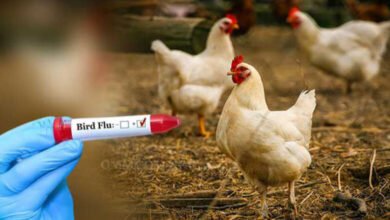 बिलासपुर में बर्ड फ्लू पर काबू: 17 दिन बाद चिकन-अंडे की बिक्री शुरू, सिर्फ 1 किमी क्षेत्र में प्रतिबंध जारी