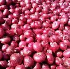 महाराष्ट्र में प्याज की कीमतों में गिरावट, किसानों की बढ़ी चिंता-सरकार से हस्तक्षेप की मांग